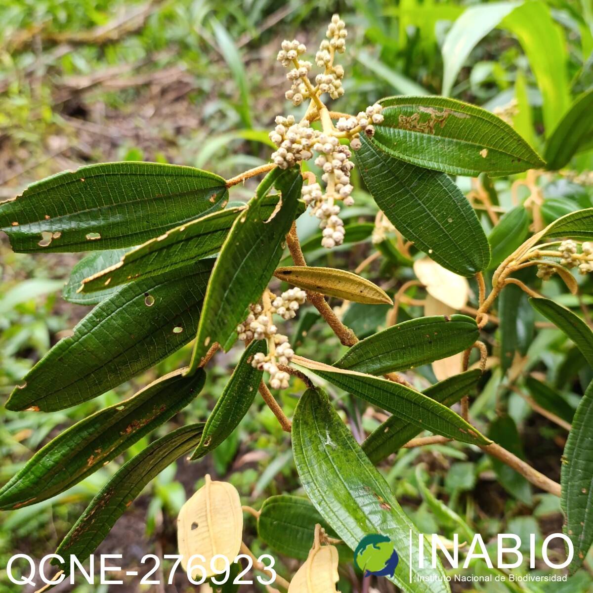 Miconia bracteolata image