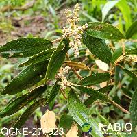 Miconia bracteolata image