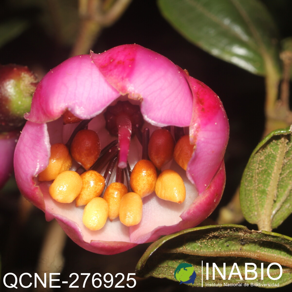 Axinaea merianiae image