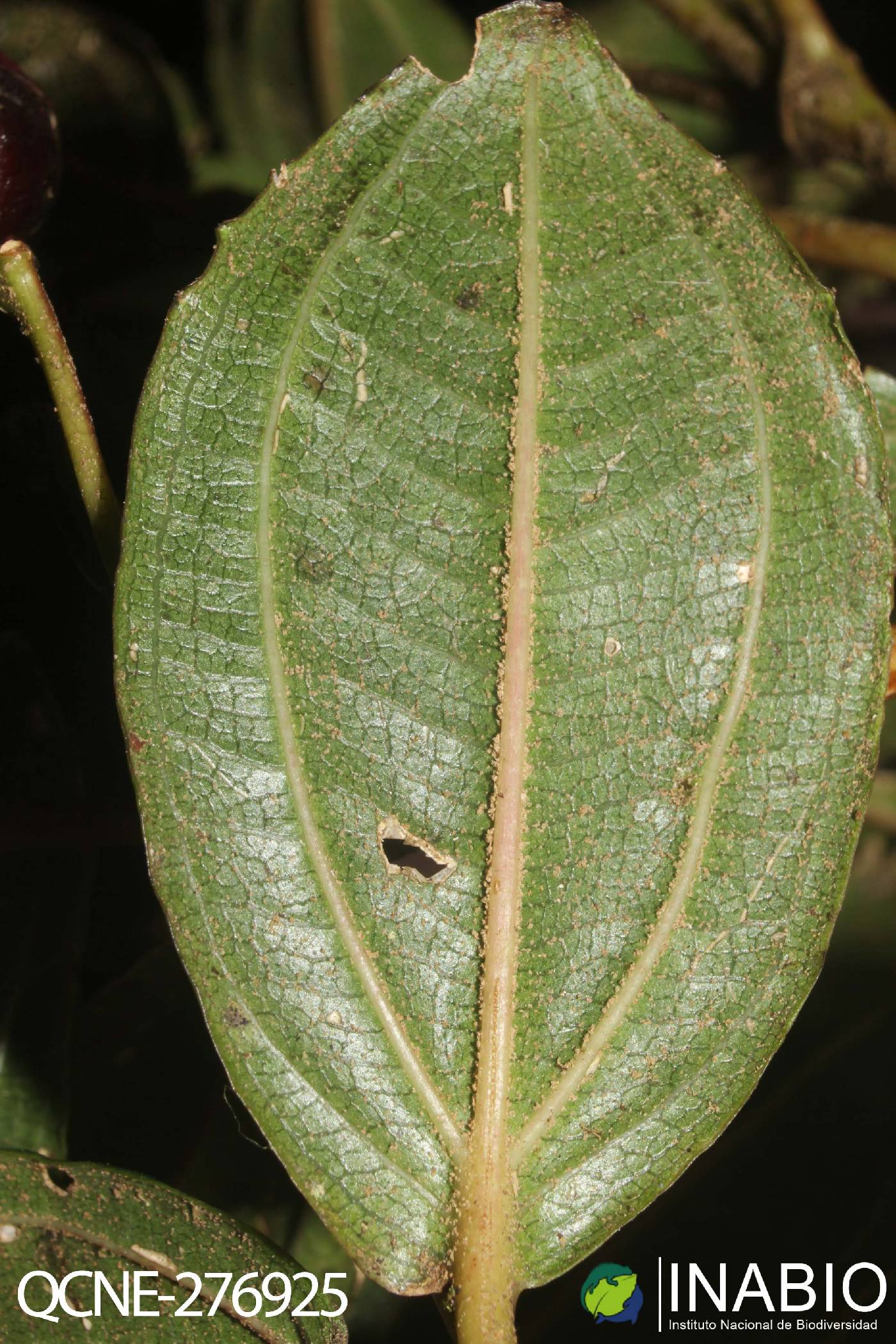Axinaea merianiae image