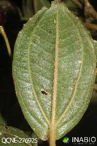 Axinaea merianiae image