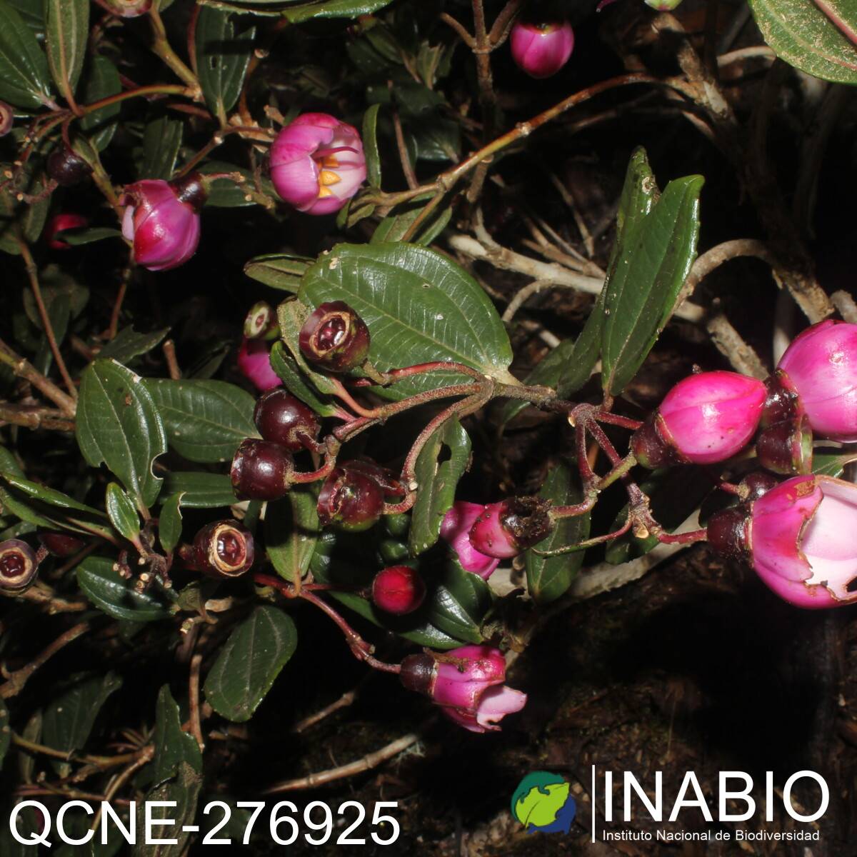 Axinaea merianiae image