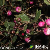 Axinaea merianiae image