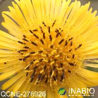 Image of Erato polymnioides