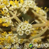 Miconia papillosa image