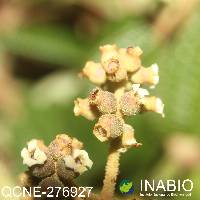 Miconia papillosa image