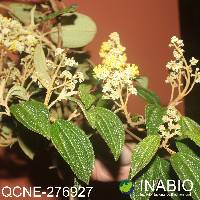 Miconia papillosa image