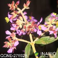 Image of Chaetogastra mollis