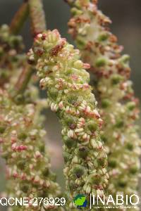 Alnus acuminata image