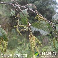 Alnus acuminata image