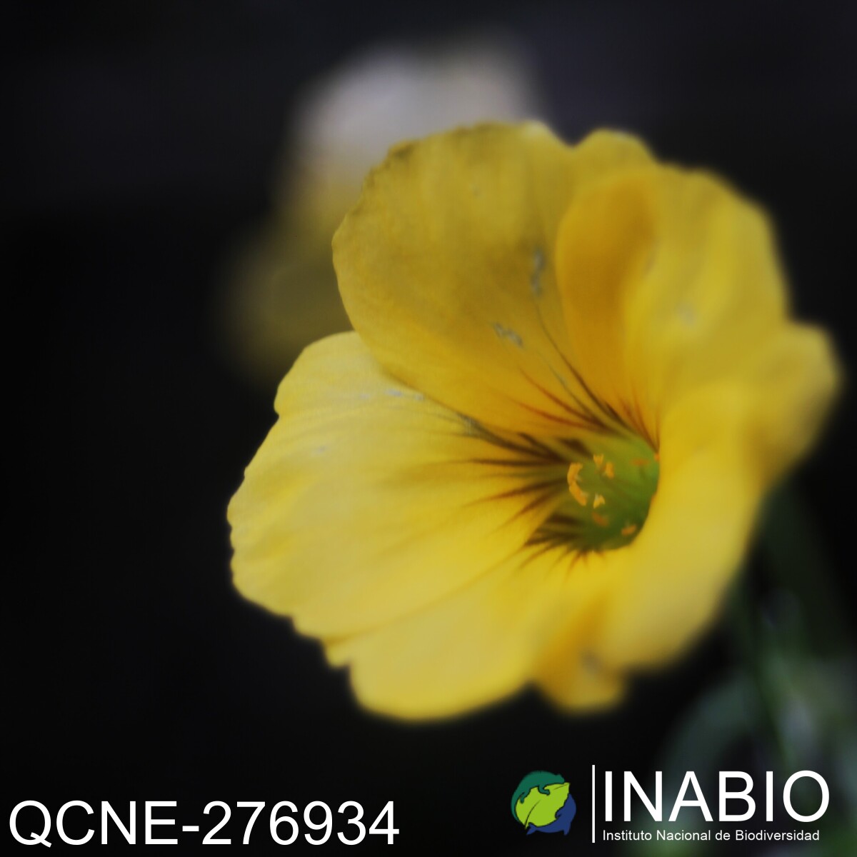 Oxalis lotoides image