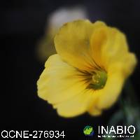 Image of Oxalis lotoides