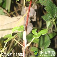 Oxalis lotoides image