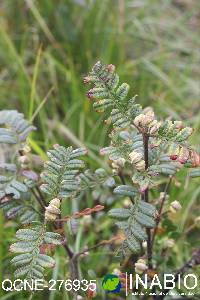 Weinmannia pinnata image