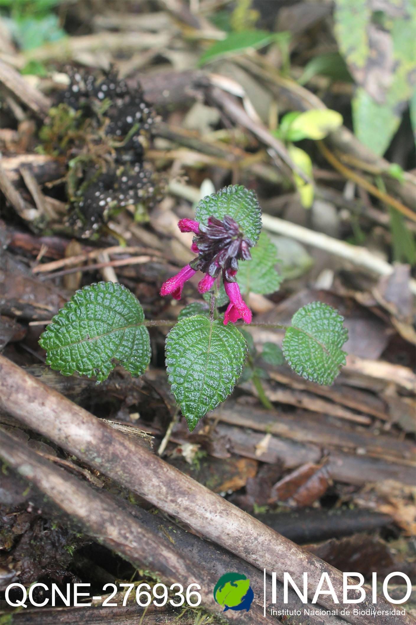 Salvia carnea image