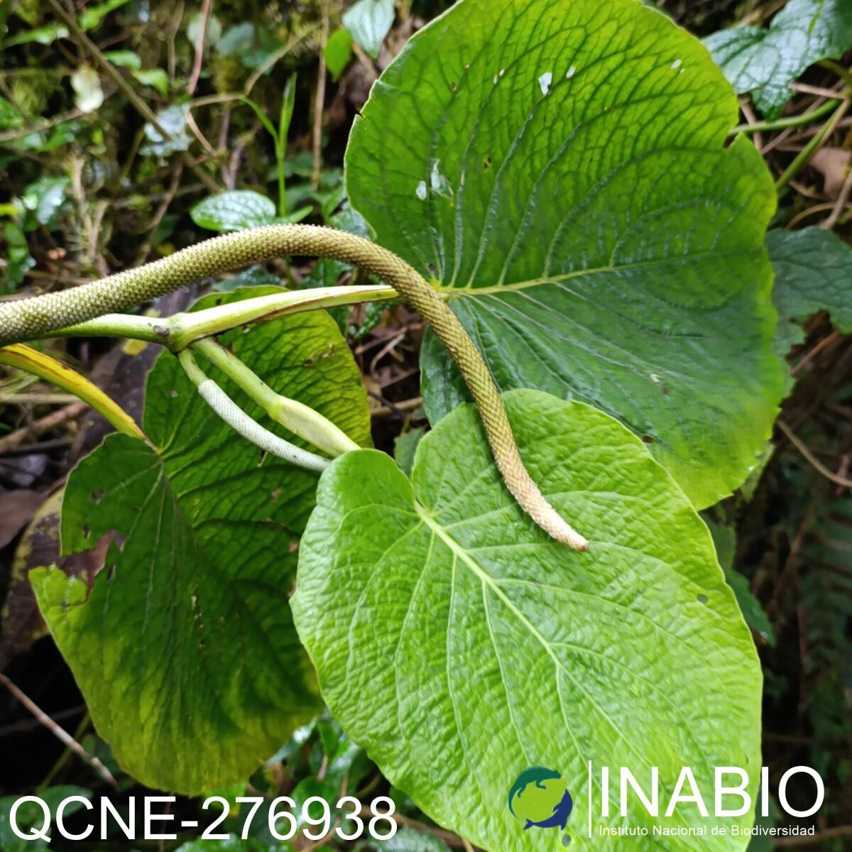 Piper laguna-cochanum image