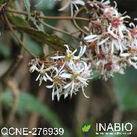 Munnozia jussieui image