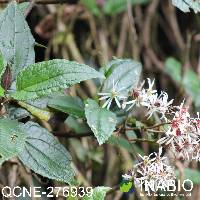 Munnozia jussieui image