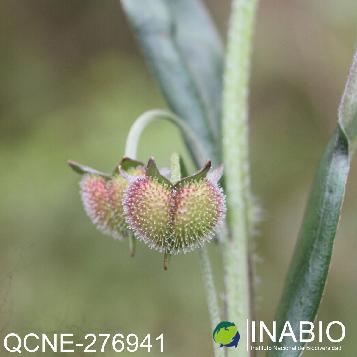 Cynoglossum amabile image