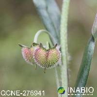 Image of Cynoglossum amabile