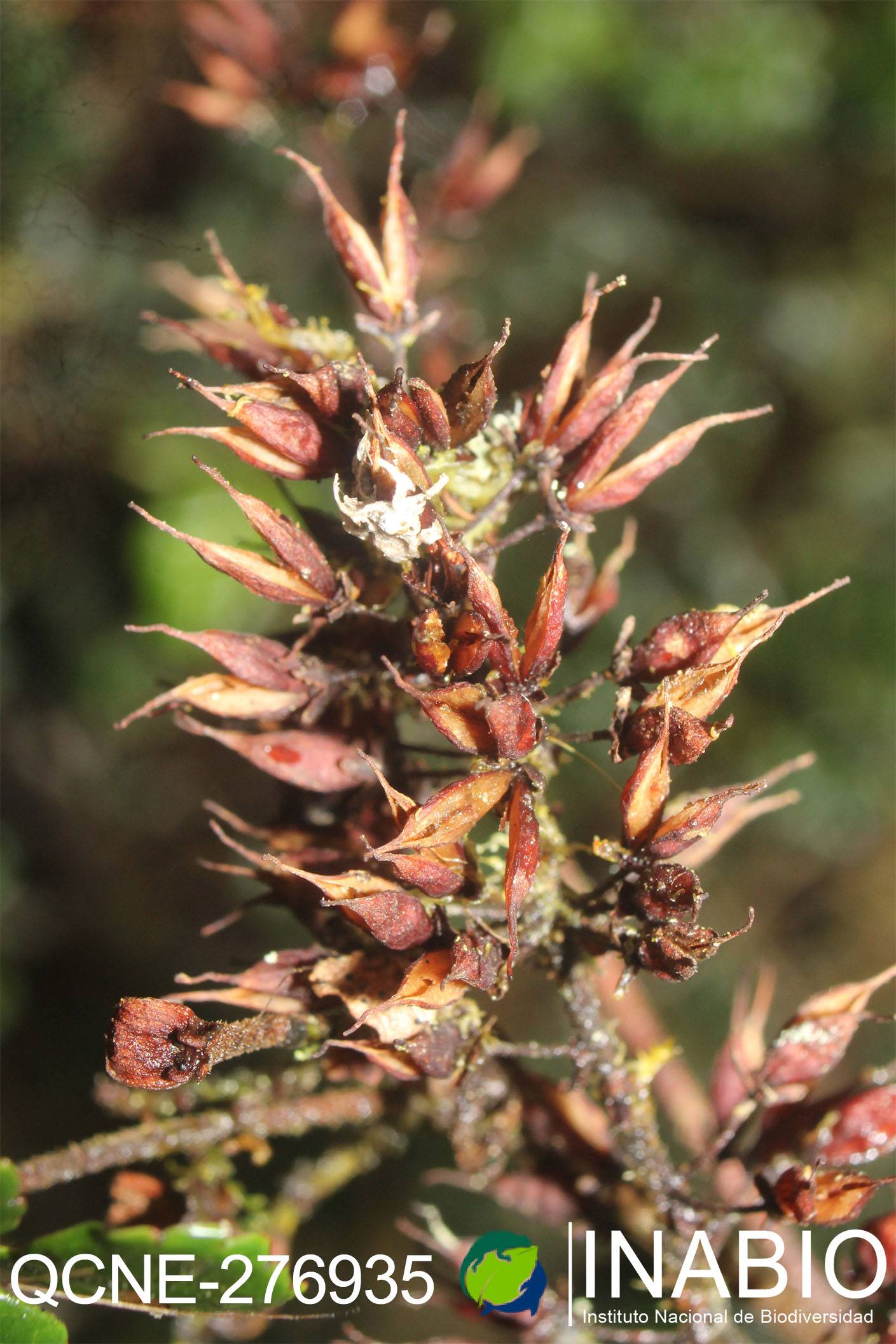 Weinmannia pinnata image