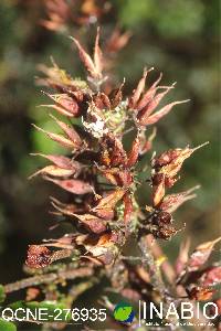 Weinmannia pinnata image