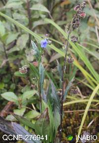 Cynoglossum amabile image