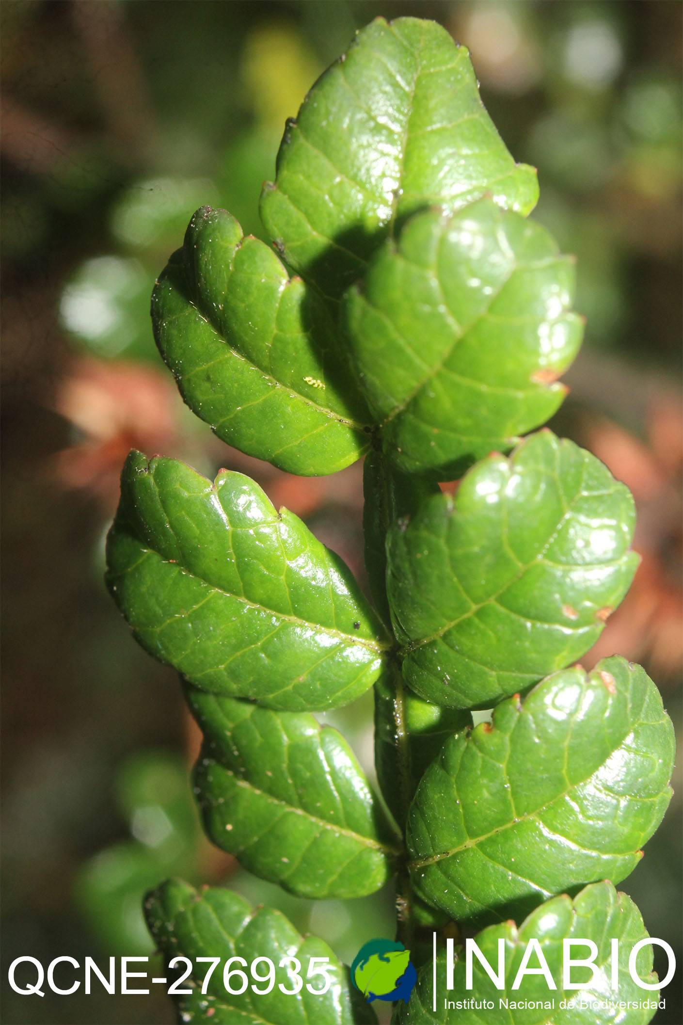 Weinmannia pinnata image