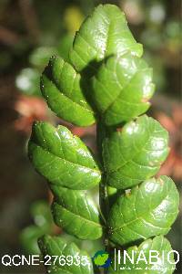 Weinmannia pinnata image