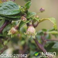 Deprea hawkesii image