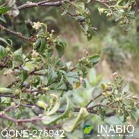 Deprea hawkesii image