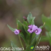 Image of Epilobium denticulatum