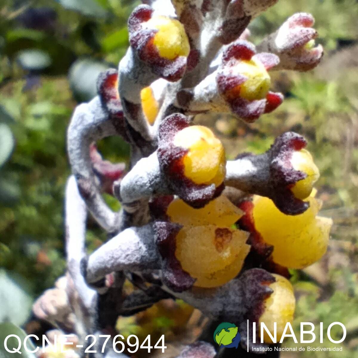 Psammisia incana image