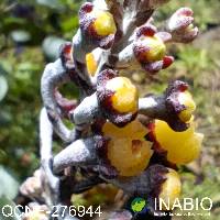 Psammisia incana image