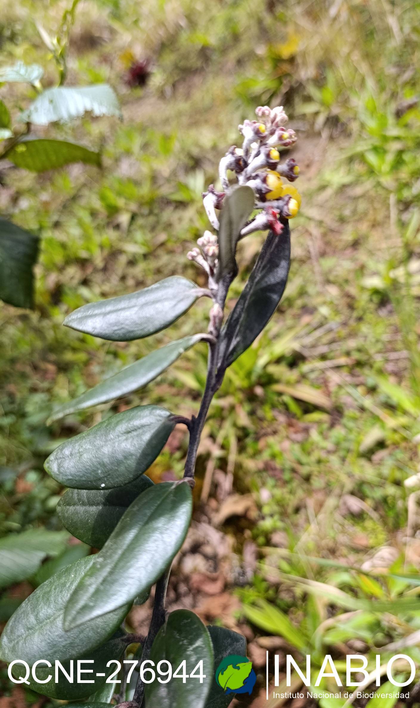 Psammisia incana image