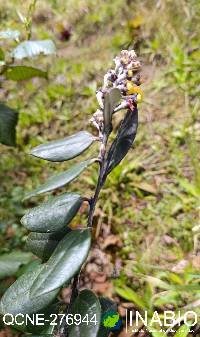 Psammisia incana image