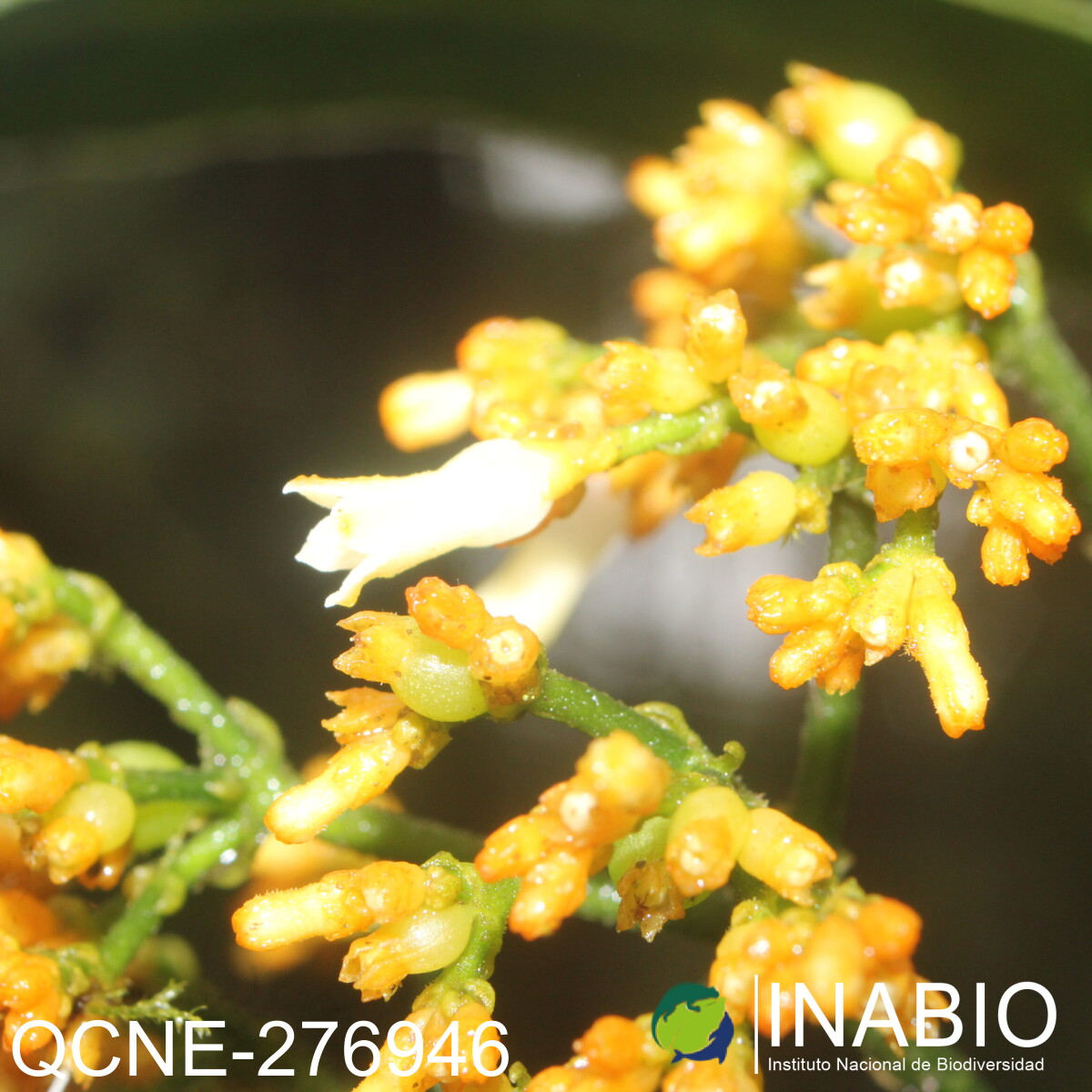 Notopleura marginata image