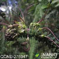 Andinocleome anomala image