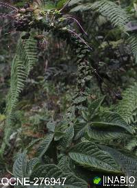 Andinocleome anomala image
