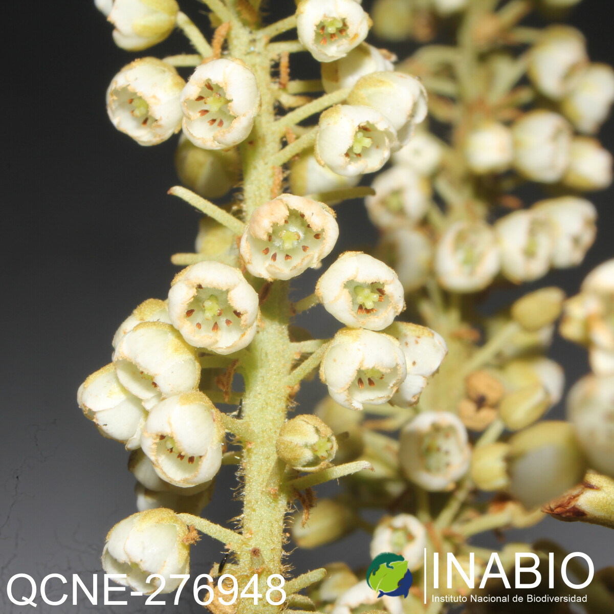 Clethra fagifolia image