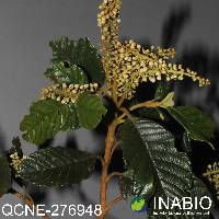 Clethra fagifolia image