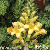 Aphelandra acanthus image