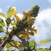 Aphelandra acanthus image