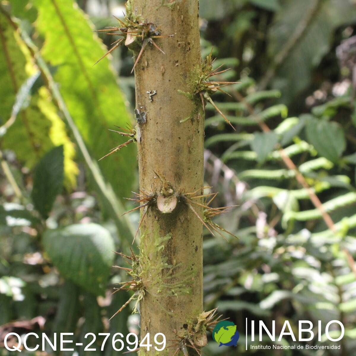 Aphelandra acanthus image