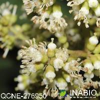 Miconia theaezans image