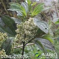 Miconia theaezans image