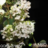 Colignonia ovalifolia image