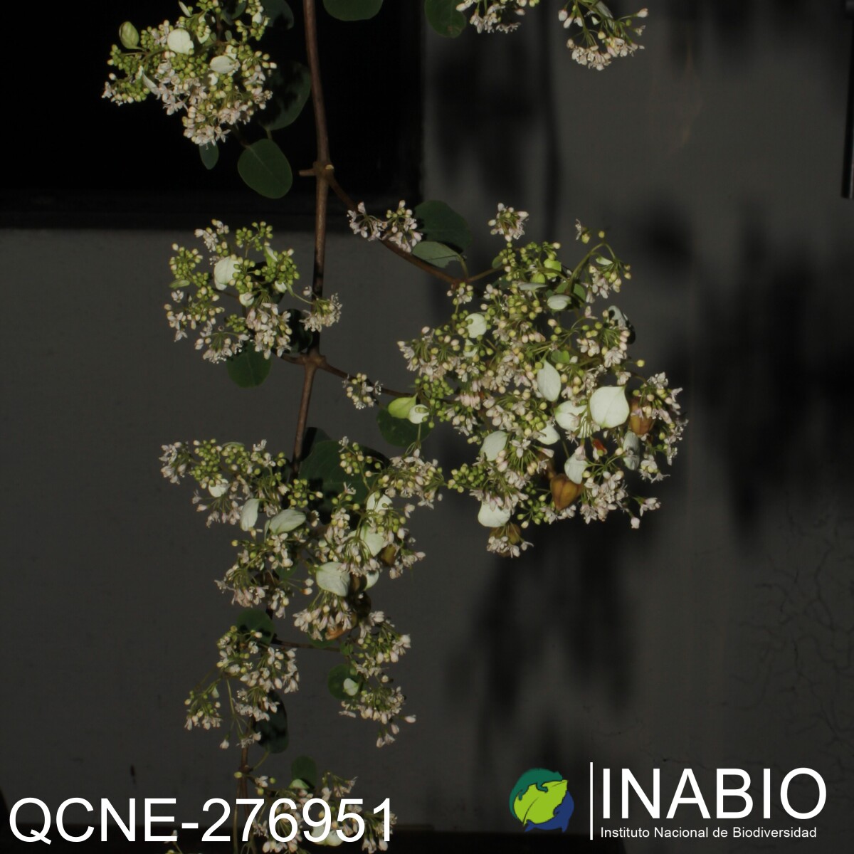 Colignonia ovalifolia image