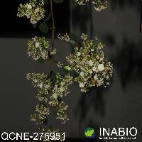 Colignonia ovalifolia image