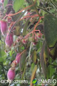 Kohleria affinis image